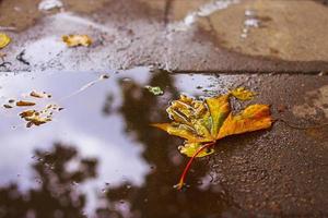 Herbst Blatt auf das Asphalt in der Nähe von ein Pfütze foto