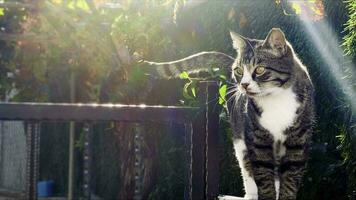 süße säugetier tier haustier katze foto