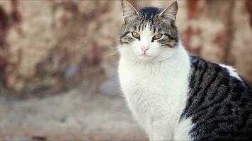 süße säugetier tier haustier katze foto