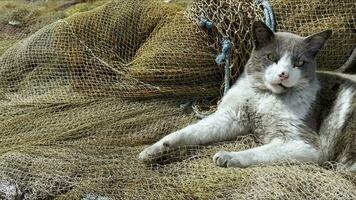 süße säugetier tier haustier katze foto