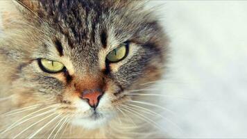 süße säugetier tier haustier katze foto