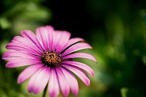 Nahaufnahme Makro rosa Blume foto