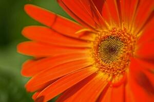 schließen oben Makro Gerbera foto