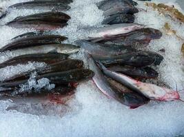 frisch Fisch auf Eis Regal beim market.display zum Verkauf im Eis gefüllt beim Supermarkt. es ist ein nett von frisches Wasser Fisch Das ist normalerweise gezüchtet wie ein Essen liefern. foto