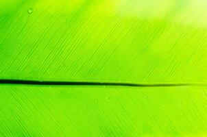 Tau Tropfen auf Grün Blätter, grün Blatt Textur zum Hintergrund foto