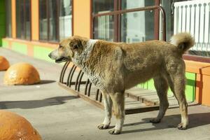 streunender Hund in der Nähe von Lebensmittelgeschäften. Hund auf der Straße. foto