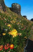 schön Wiese Wildblumen Stroh Blume im das Berge phu hin rong kl National Park, Thailand foto