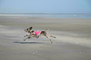 wenig Hund spielen beim das Strand foto