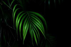 grünes Blattmuster, Blattpalme im Wald foto