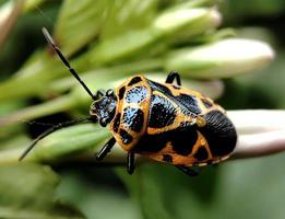 ein Käfer Das hat Orange und schwarz Körper Farben foto