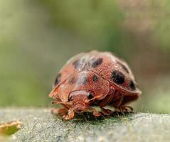 ein Marienkäfer ist auf ein Blatt foto