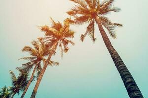 Kokosnuss Palme Baum und Blau Himmel mit Jahrgang Filter. foto