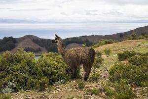 Lama in Bolivien foto