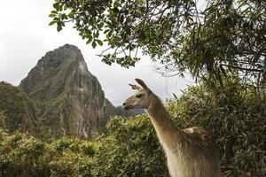 Lama bei Machu Picchu in Peru