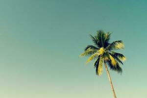 Kokosnuss Palme Bäume und leuchtenden Sonne mit Jahrgang Wirkung. foto