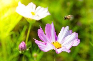 Rosa Kosmos Blumen Blühen draußen, wenig Bienen flattern ihr Flügel, sonnig Nachmittag im ein botanisch Garten. Kopieren Raum foto