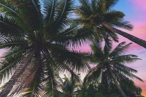 Kokosnuss Palmen Baum und Wolken Dämmerung foto