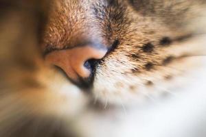 Katze Nase schließen. Katze Kopf mit ein Nase Nahansicht foto