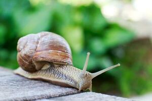 das Schnecke kriecht auf ein hölzern Hintergrund im das Garten foto