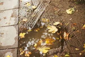 Herbst Blatt auf das Asphalt in der Nähe von ein Pfütze foto