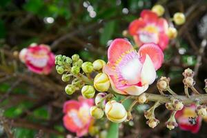 Kanonenkugelblume Couroupita Guianensis auf dem Baum foto