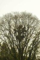 Palme Palme Baum wachsend im das Mitte von das Bodhi Baum im Natur sieht aus harmonisch und parasitär im ein Sepia Atmosphäre auf ein Weiß Hintergrund. foto