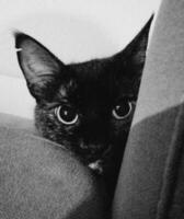 Schildpatt Katze versteckt hinter Couch im schwarz und Weiß foto