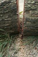 Stücke von groß Baum Stämme foto