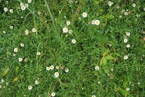 Erigeron Karwinskianus, das Mexikaner Berufkraut, ist ein Spezies von Gänseblümchen mögen blühen Pflanze foto