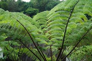 Sphäropteris lepifera, Synonym Cyathea lepifera, das Bürste Topf Baum foto