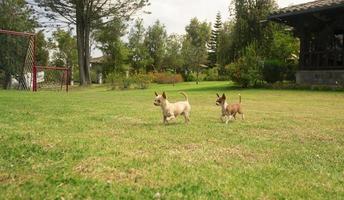 Paar von klein Licht braun und Weiß Pinscher Welpen Laufen im das Mitte von ihr Zuhause Garten mit Hintergrund von defokussiert Grün Bäume foto