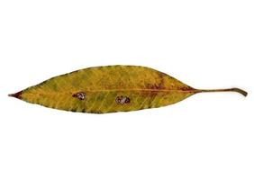 Herbstblatt isoliert auf weißem Hintergrund foto