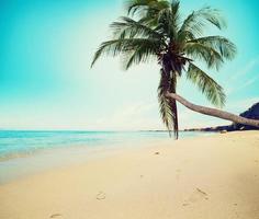 tropisch Strand mit Kokosnuss Baum und sauber Meer foto