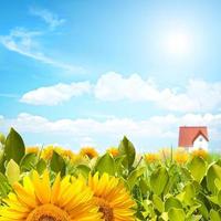 Sonnenblume Feld Panorama foto