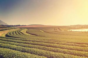 Grün Tee Plantage Bauernhof mit Morgen Licht und Nebel foto