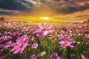 Kosmos Blume Feld Wiese und natürlich szenisch Landschaft Sonnenuntergang foto