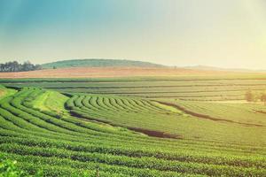 Grün Tee Feld und Plantage im Morgen mit Sonnenlicht. foto