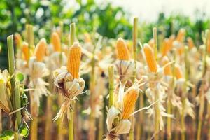 Mais Feld auf Ernte Pflanze zum Ernte foto