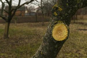 Sägen ein groß Baum Ast. sanitär Beschneidung von krank beschädigt Geäst. das Konzept von Pflege zum Obst Bäume im Frühling und Herbst. foto
