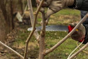 Jahreszeit Beschneidung von Bäume. das Farmer sieht aus nach das Obstgarten . foto