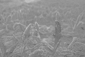 geschlossen Krokus Blumen bedeckt mit Frost Gravur Hand gezeichnet skizzieren foto