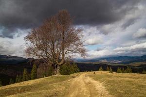 schlammig Gras Steigung mit bewachsen Baum Landschaft Foto