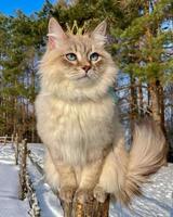 Nahansicht von ein grau sibirisch Katze, sehr dick Haar, groß Körper, tragen ein Krone, Sitzung mächtig foto