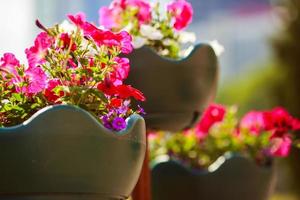 Blumen im ein Topf auf das Straße foto