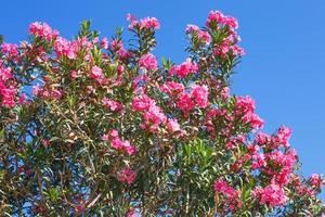 Ast mit Rosa Blumen auf ein Blau Himmel Hintergrund foto