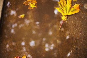 Herbst Blatt auf das Asphalt in der Nähe von ein Pfütze foto