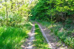 Fotografie zum Thema schöner Fußweg im wilden Laubwald foto