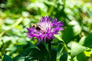 schöne wilde Blume geflügelte Biene auf der Hintergrundlaubwiese foto