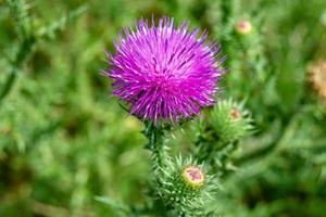 schöne wachsende Blumenwurzel Klettendistel auf Hintergrundwiese foto