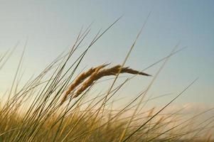 Gras auf ein Düne auf das Küste beim Sonnenuntergang. Natur Foto während ein Wanderung auf das baltisch Meer